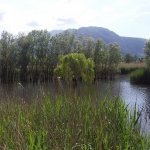 Il canneto - Foto G. Comoli